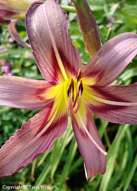 Hemerocallis Hybrida-Ryhm� 'Black Arrowhead', tarhap�iv�nlilja